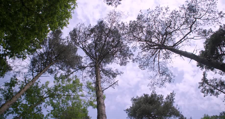 Heavy clouds are over the tall trees