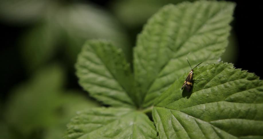 Insect roaming on a plant leaf in the forest at midday
