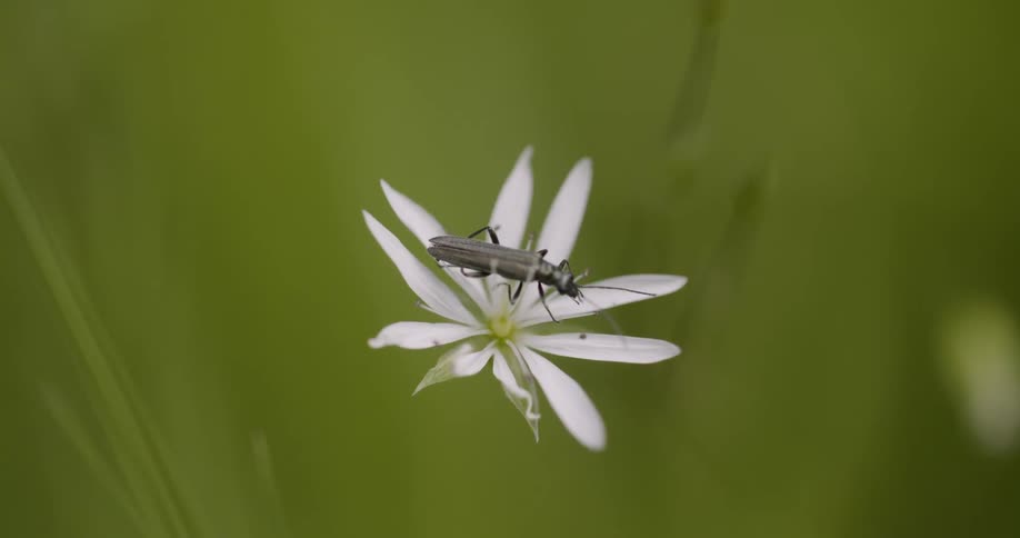 Insect perched on a white flower with slender petals