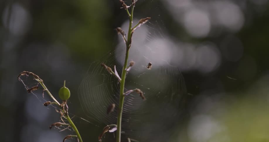 The video shows a closeup of a spider web in a garden with a small spider moving around on the threads the background is a blurry green highlighting the intricate details of the web and the insect