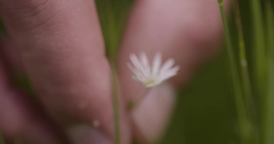 Fingers holding a small white flower