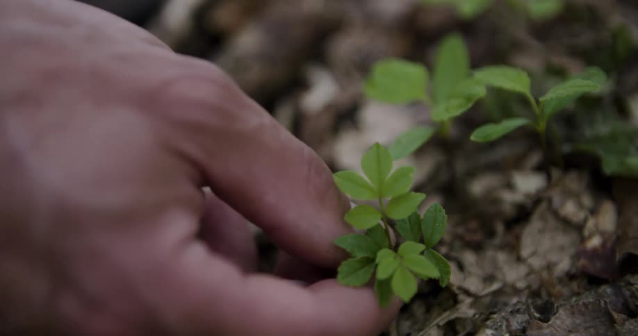 Hand touches small green seedlings in the soil