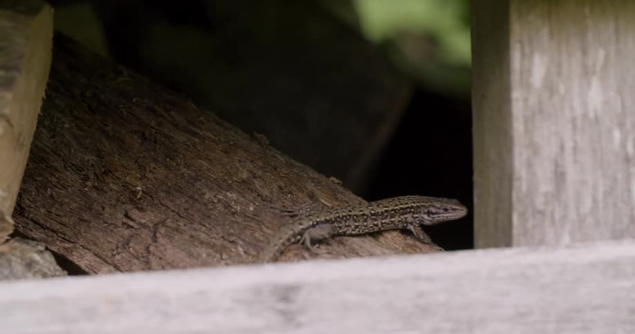 The video shows a small scaly lizard camouflaged by its brown and black patterns resting on a log it quickly scurries out of view disappearing behind some wood