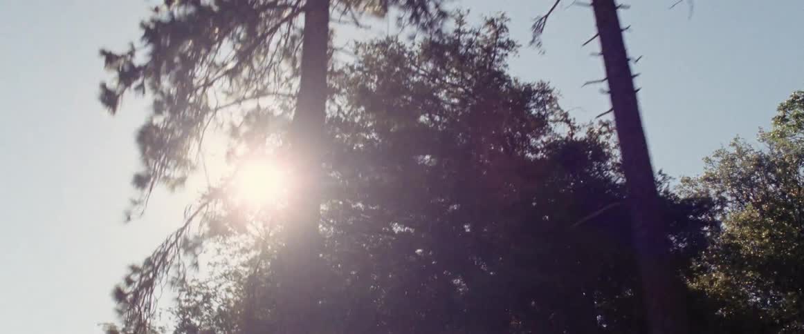 View of sunlight shining through trees