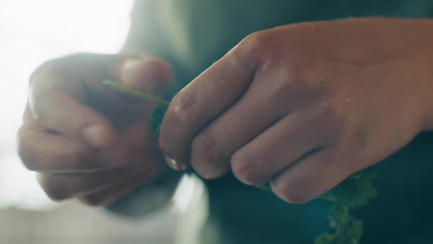 Hands hold sprigs of fresh cilantro