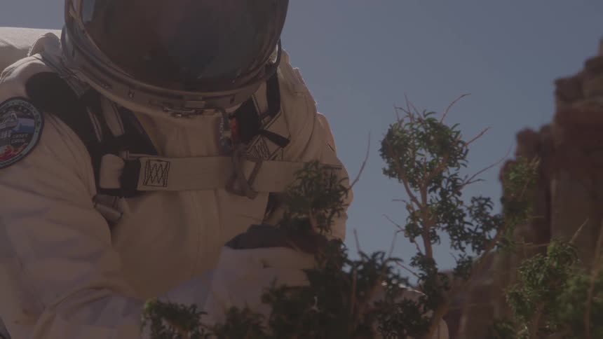 Person wearing an astronaut suit in the wild inspecting a plant on a sunny day