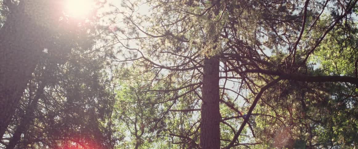 A view of some trees and their leaves from underneath