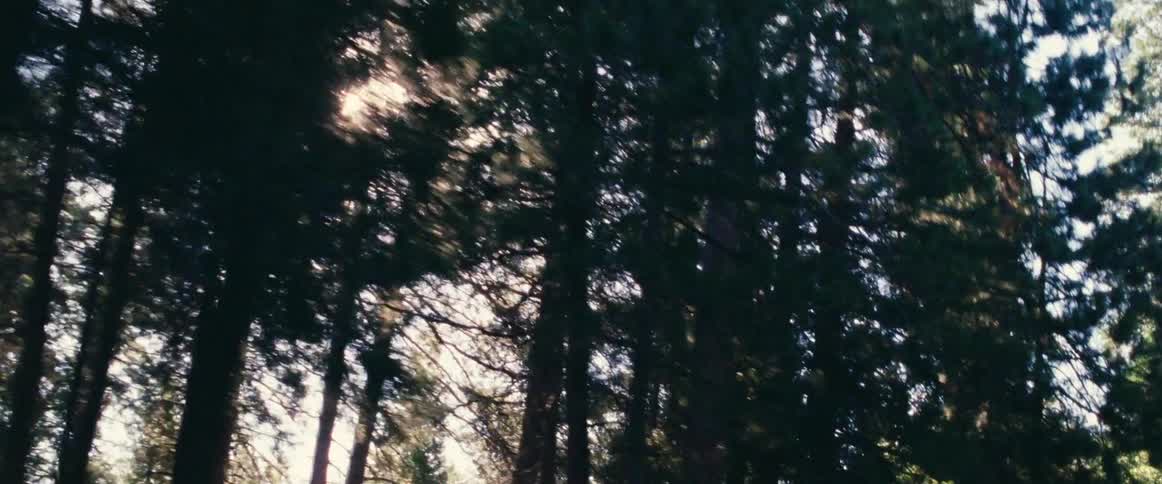 Sun shining through the trees as seen from a moving camera
