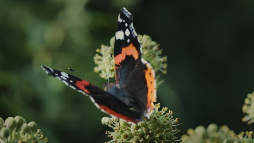 A butterfly sits on a flower with wings open and flapping