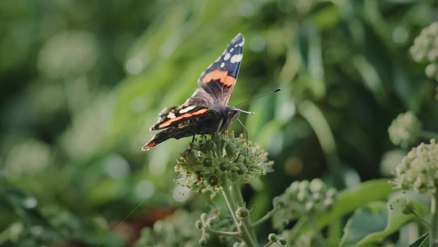 Close up of a butterfly feeding on pollen from a green flowering plant outdoors during daytime