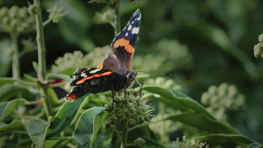 Close up of red admiral butterfly feeding on pollen from a flowering plant outdoors during daytime