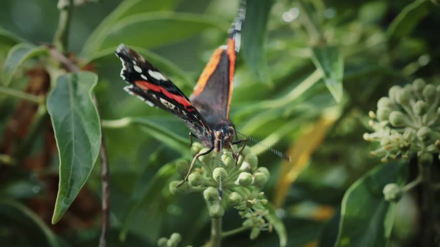 Close up of a butterfly perched on a green flowering plant outdoors during daytime
