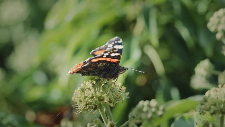 Close up of a butterfly perched on a flowering plant outdoors during daytime
