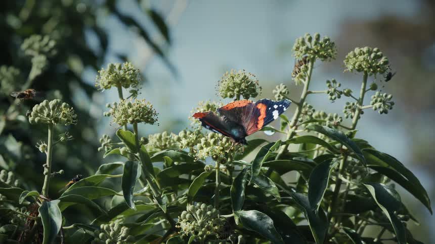 Butterfly and hoverflies perching on flowering plants outdoors during daytime