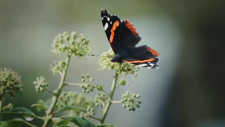 A red admiral butterfly with patterned wings sits on a plant and moves its antennae