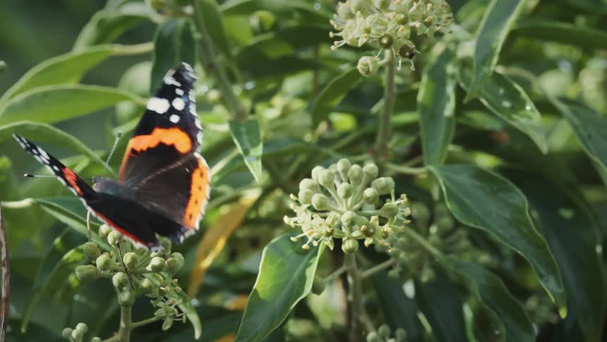 Butterfly flies from one fruiting plant to another in the woods at midday
