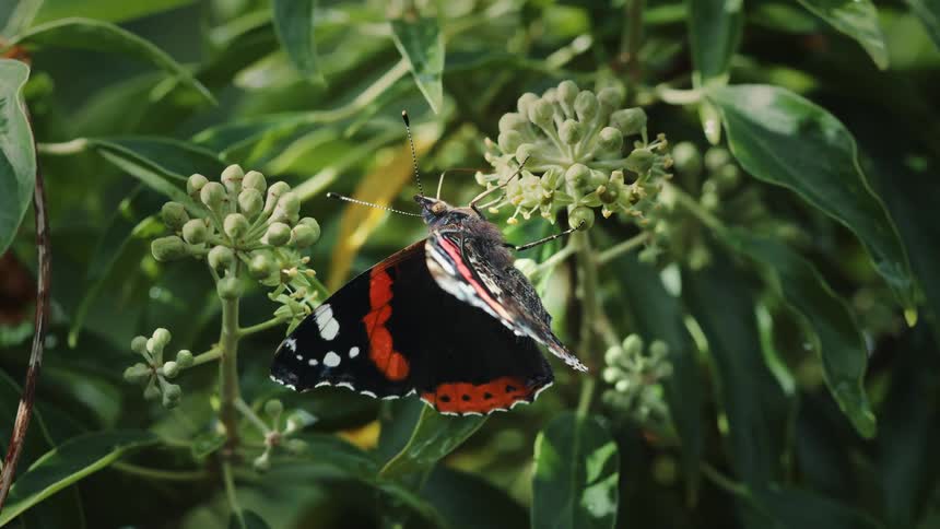 Close up of a butterfly feeding on pollen from a green flowering plant outdoors during daytime