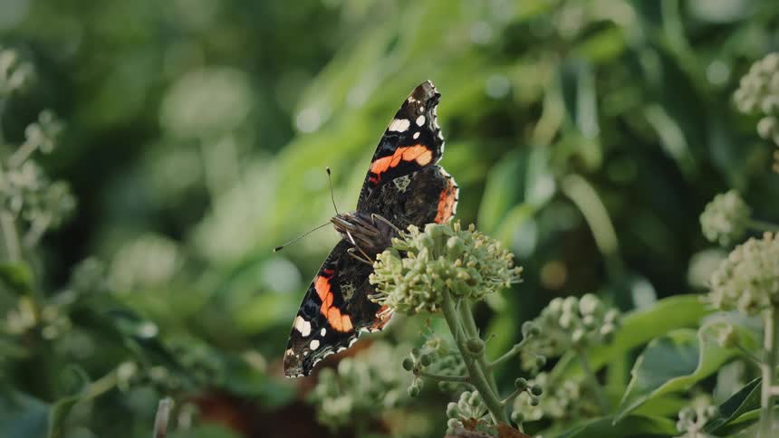 The red admiral butterfly spreads its wings whilst taking nectar from the flower