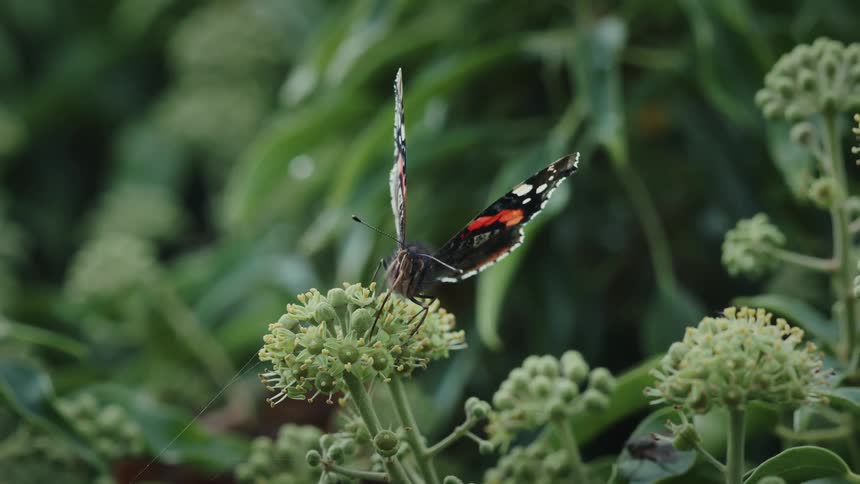 The butterfly taking nectar from the flower