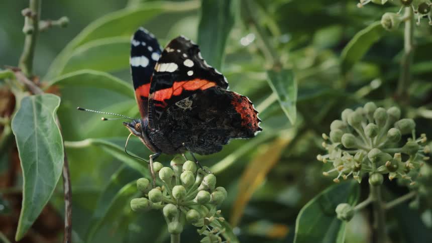 Butterfly perched on a plant in the woods at midday