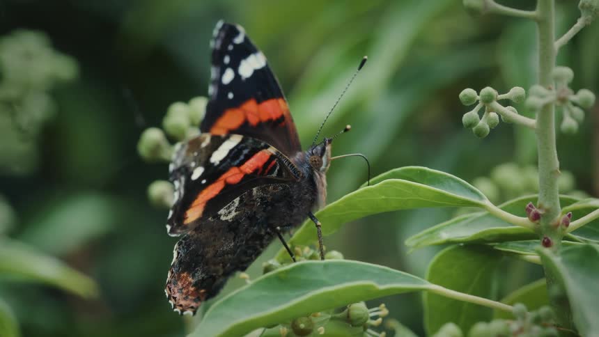 Butterfly walking on a leaf of a green plant