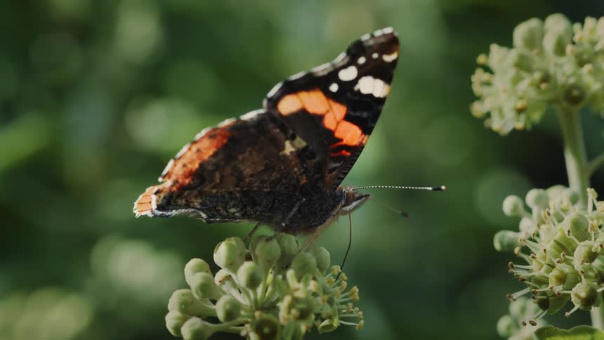 The butterfly moves slowly on the flower