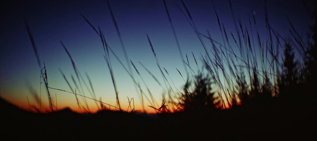 Mountains and trees silhouetted behind tall grass at sunset