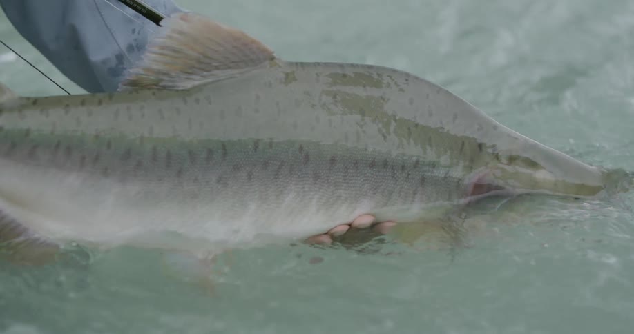 A close view of a large silver and gray fish being held just below the surface of a clear river with a fishing rod visible nearby