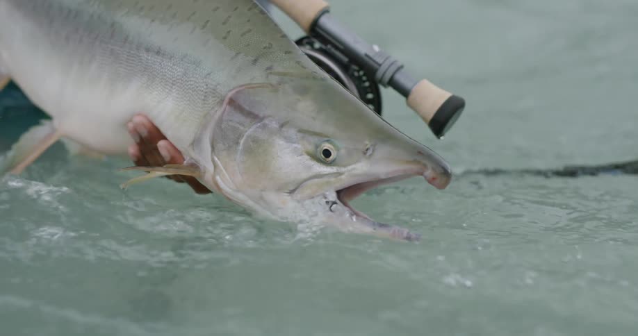 Large fish being held partially in the water after being caught