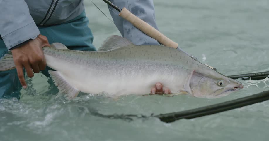 Person holding a large freshly caught fish over the water