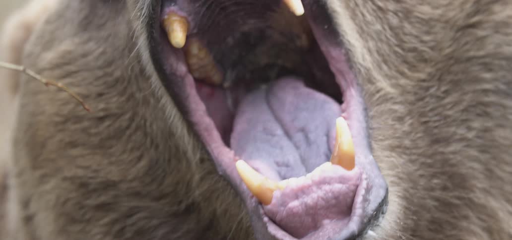 Bear with open mouth shows sharp teeth and fangs