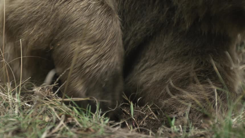 Paw of a bear lying down and digging on the ground outdoors during day time