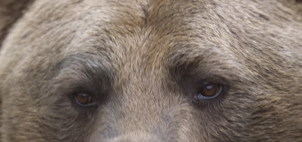Closeup of a bears eyes