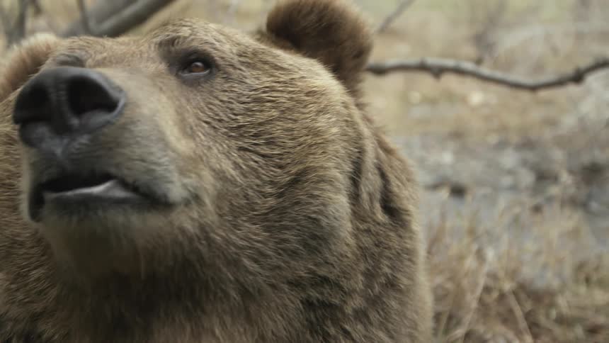 Grizzly brown bear in the woods at midday