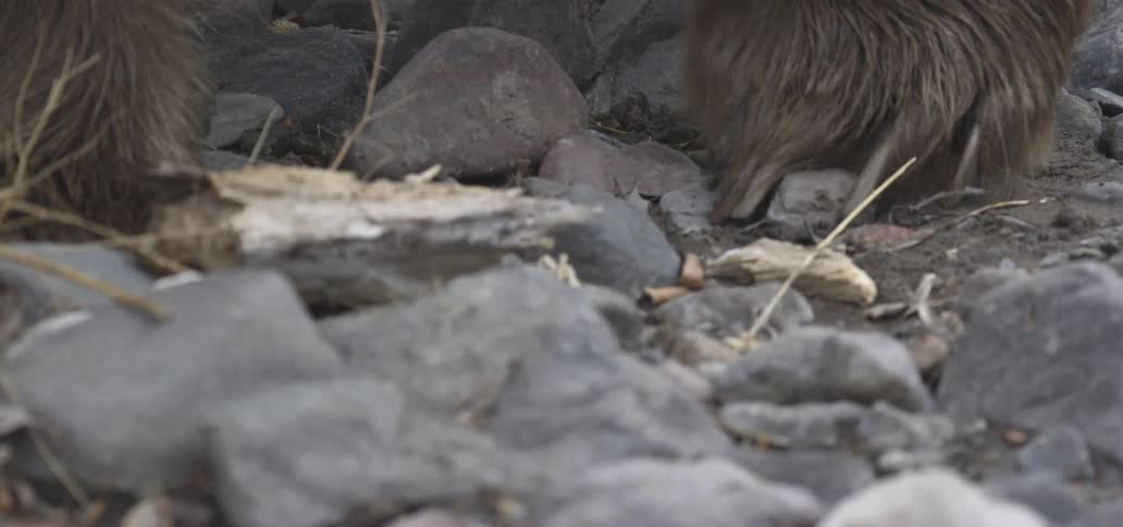 Brown bear walking among rocks