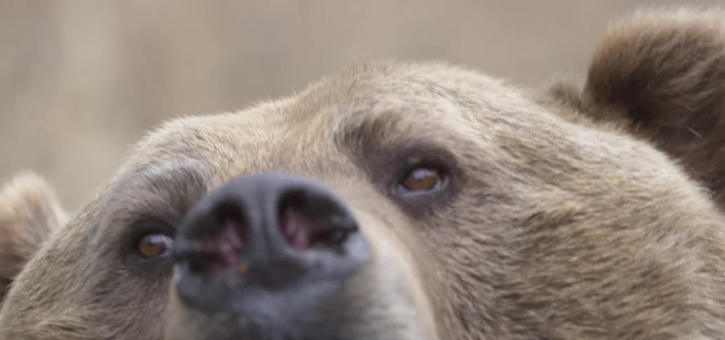 The bear has its mouth wide open while roaring