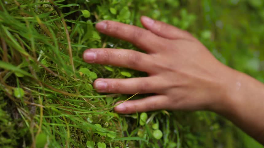 A closeup vertical shot shows a hand gently touching lush green moss and grass on what appears to be a rock or a wall tiny droplets of water are visible on the leaves and fingers