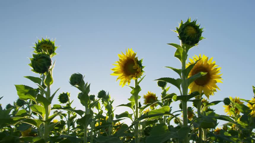 A slow pushin shot captures a beautiful field of tall sunflowers some in full bloom and others still budding as they are brightly backlit by the warm summer sun against a clear and vibrant blue sky