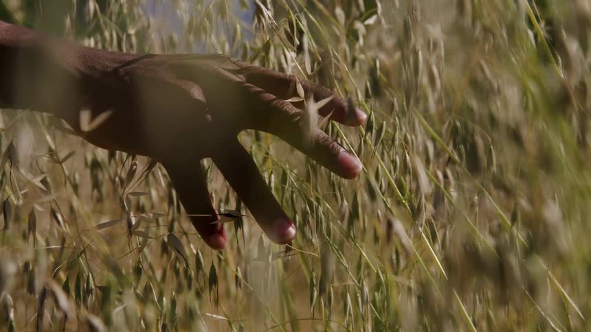 In a beautiful slowmotion closeup a persons hand gently glides through a sundrenched field of tall golden grain with their fingers lightly brushing against the delicate stalks as they walk through the field