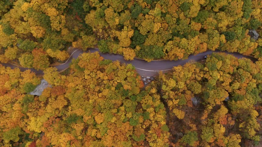 A stunning topdown aerial view slowly orbits and rises above a lone car driving on a winding road that cuts through a vast dense forest displaying the peak vibrant colors of yellow and orange in autumn