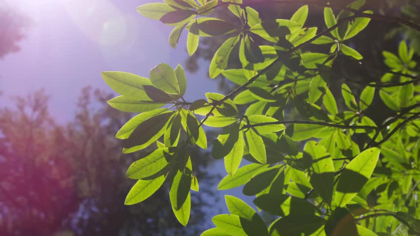 Upward view of branches with greenish leaves against a blue sky