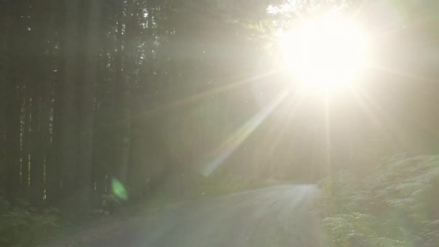 A firstperson pointofview shot shows a person on a paved road surrounded by tall trees in a sundrenched forest the sun shines brightly through the trees creating a lens flare and giving the scene a magical feel