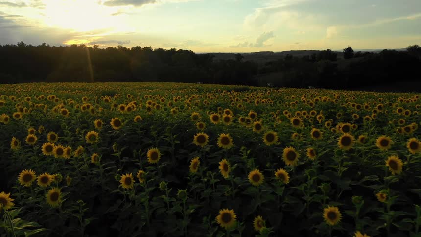 Sunlight shines through the clouds upon a field of sunflowers