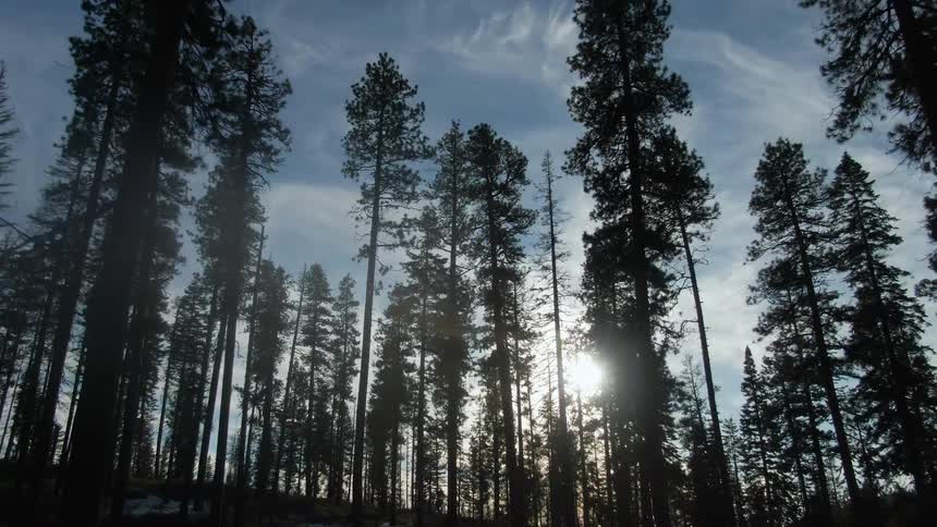 A majestic slowpanning shot glides across a dense pine forest showing the tall trees as dark silhouettes against a bright blue sky with wispy clouds as the low sun creates a powerful backlighting effect