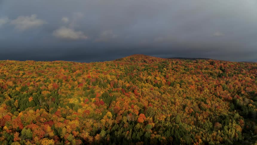 Aerial view of a massive sprawling forest located under a cloudy sky