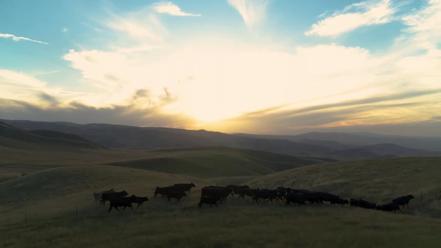 Herd of cattle runs across hilly terrain during sunrise
