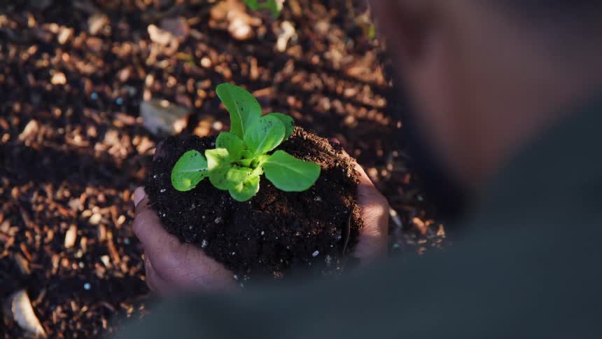 Man holds a small plant and the soil it is buried in with both hands