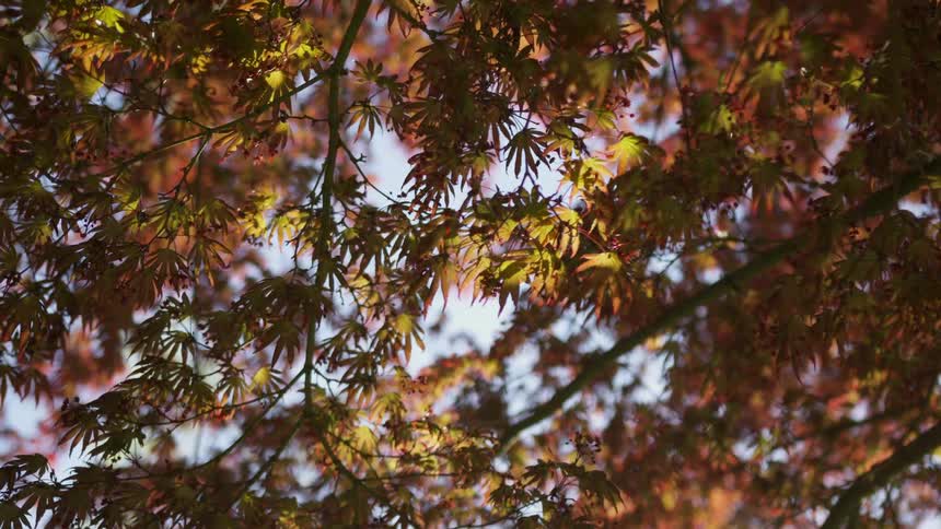 A beautiful static shot looks up into the branches of a japanese maple tree where the reddishorange autumn leaves are gently swaying in the breeze and glowing warmly as sunlight filters through the canopy
