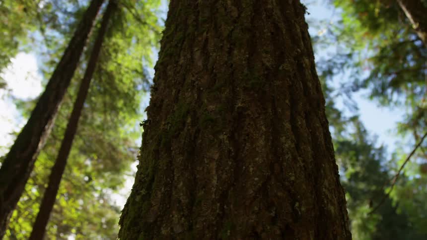 Closeup of the tree trunk of a tall tree in the forest on a sunny day