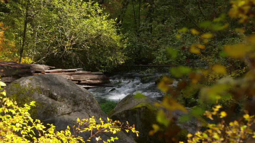 A river runs through a forest